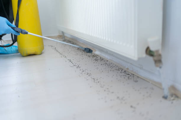 Best Flea Control Services  in Cayce, SC